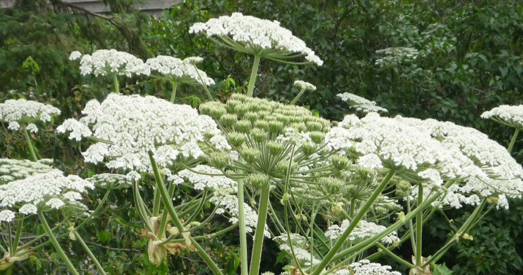 canadian-hikers-beware-giant-hogweed-looks-harmless-but-can-cause