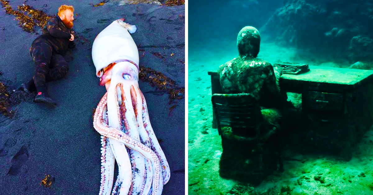 10 Findings By Deep-Sea Divers (10 Bizarre Things Washed Ashore)