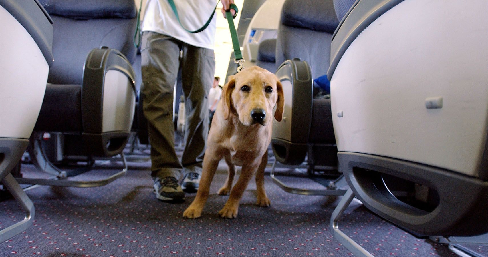 Delta Airlines Bans Emotional Support Animals From Flights