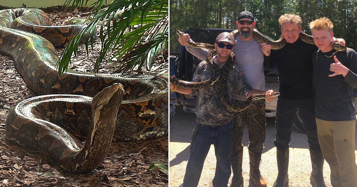 Python Hunters: 25 Real-life Pics That Make The Show Seem Ridiculous