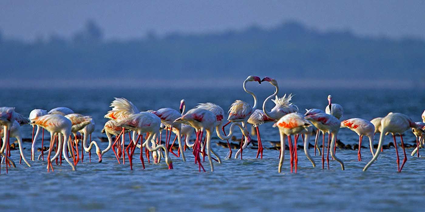 Which Is The Largest Bird Sanctuary In Asia