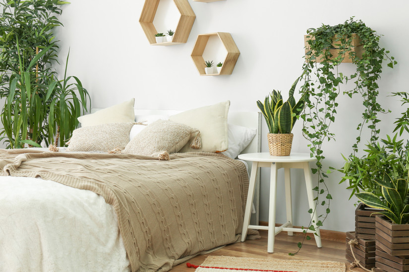 houseplants in a bedroom