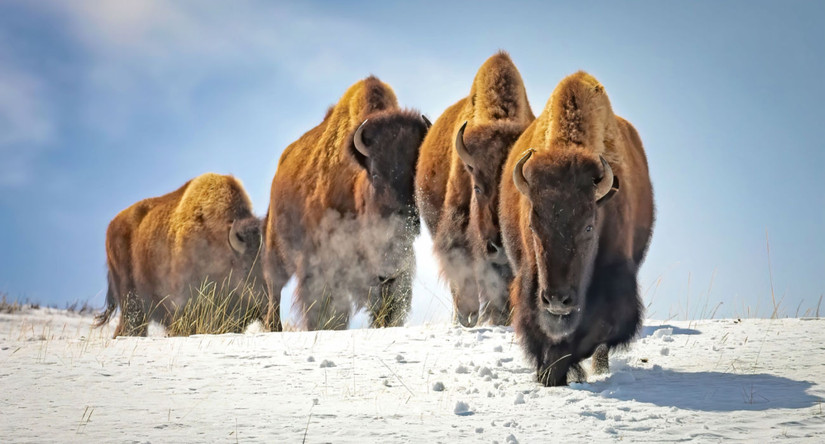 Yellowstone's Fleeing Animals Spark Imminent Volcanic Eruption Concerns ...