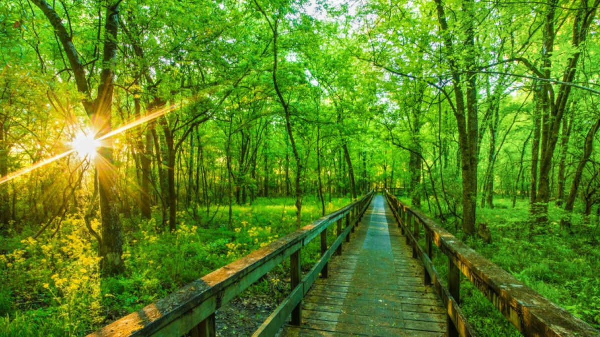 Natchez Trace: How Long It'll Take To Drive & Tips For The Road Trip