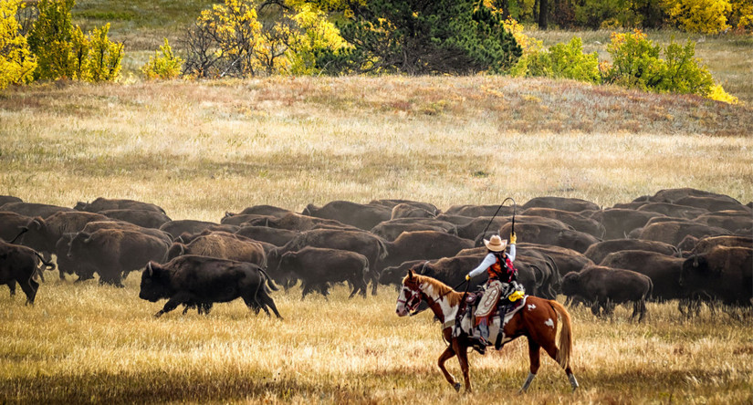 These Are 10 Places To See American Bison Roaming In The Wild