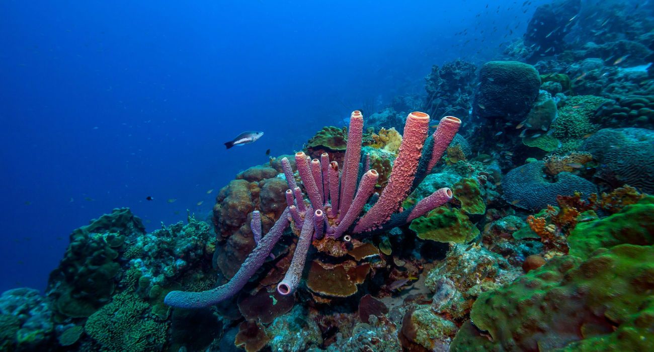 Caribbean coral reef off the coast