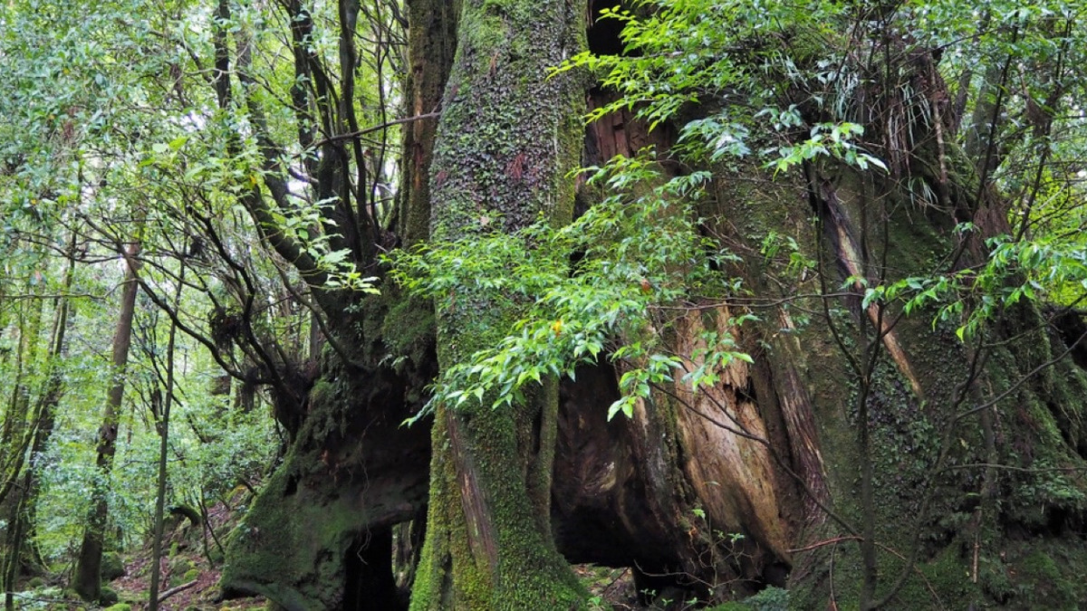 Here's Where You Can Find The World's Oldest Trees