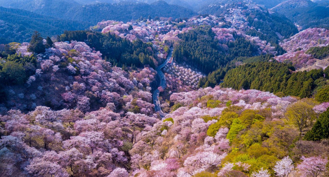 Visit Japan's Yoshino-Kumano: The Best National Park For Cherry