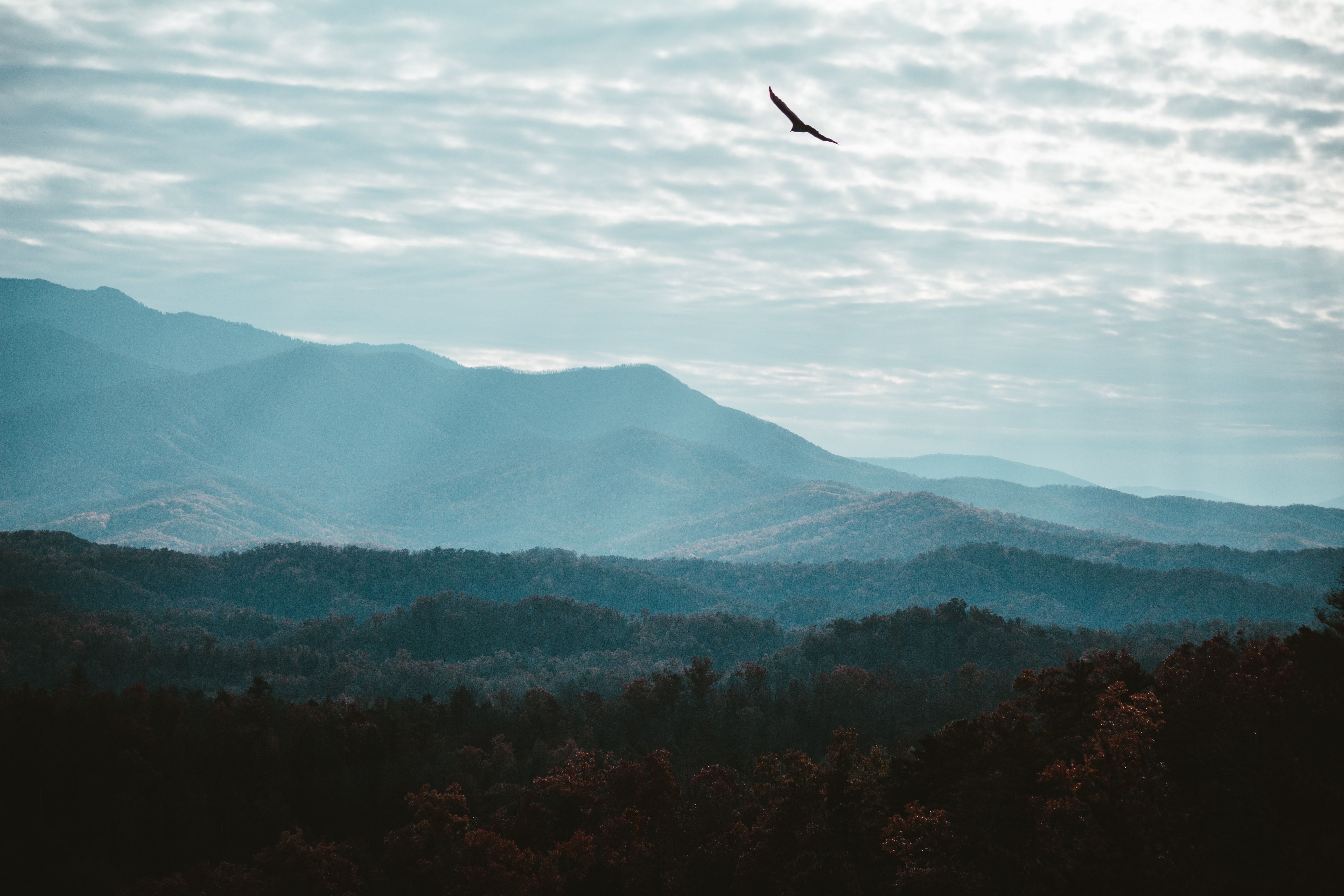 Vulture Soaring Over Appalachian Trail