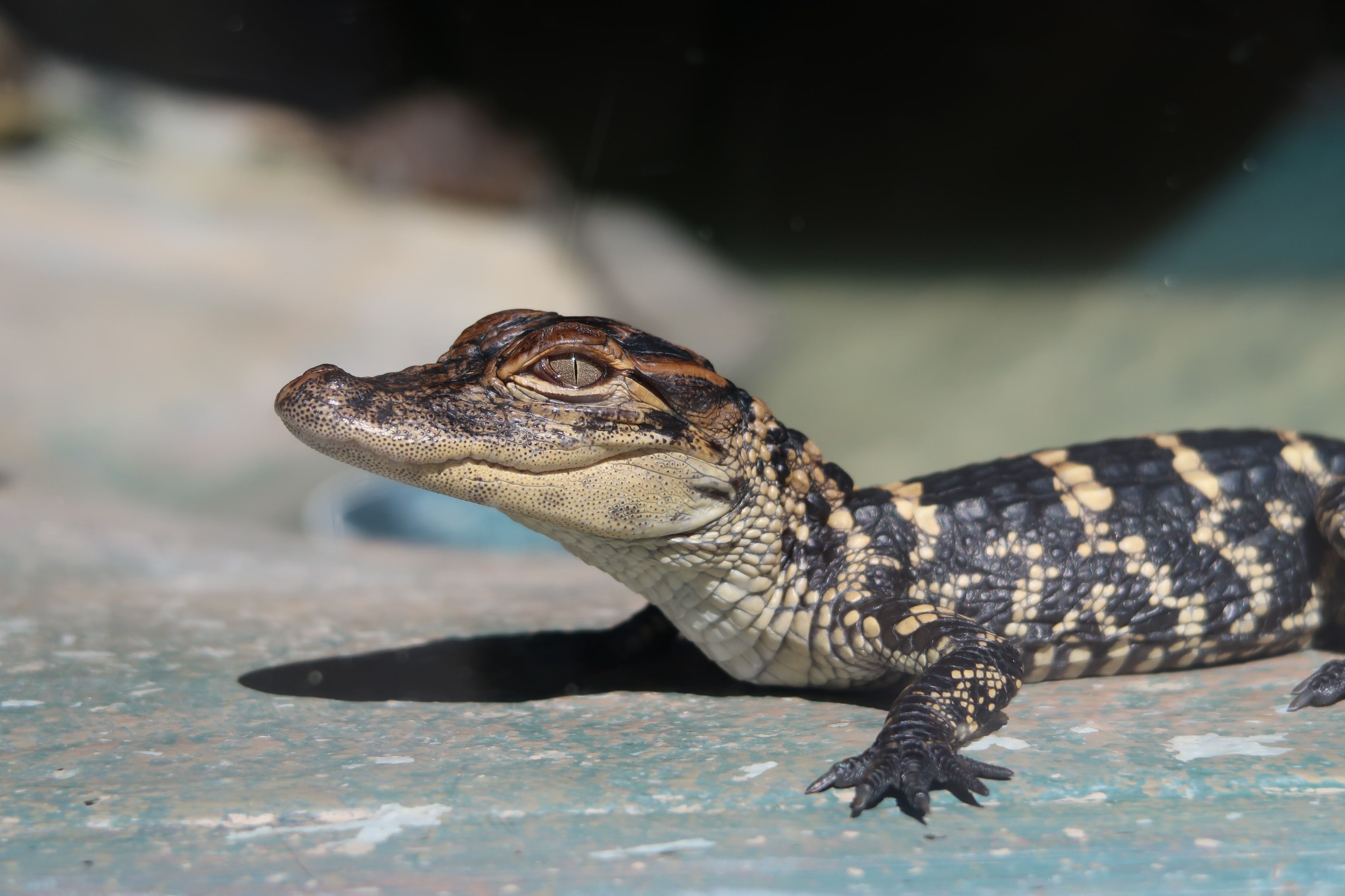 A Baby Gator In Florida