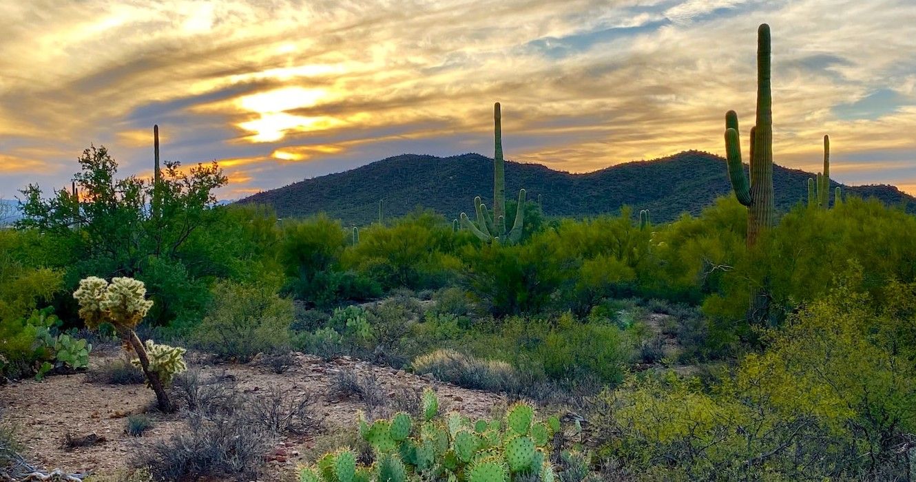Desert landscape in Tucson, Arizona