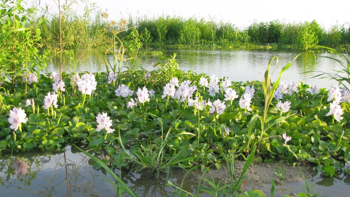 Al Sudd: What To Know Of The Massive Swamp On The Nile That Blocked The ...