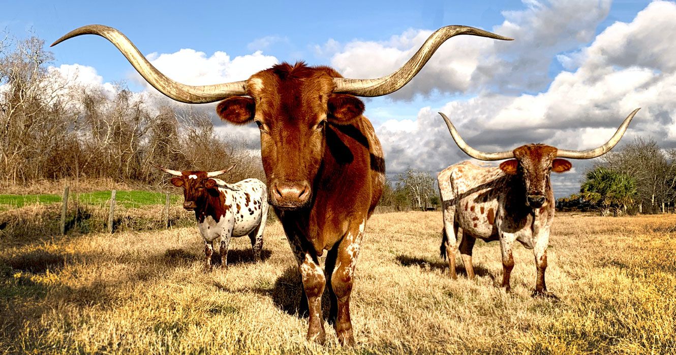Texas-Longhorns-Landscape