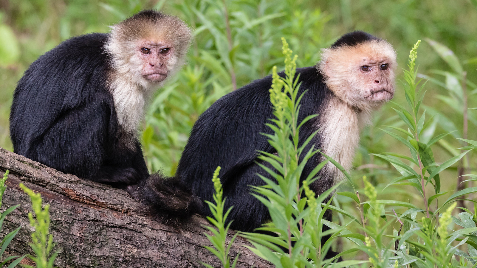 RETURNED HOME: Team In Rio de Janeiro Setting Trafficked Wildlife Free
