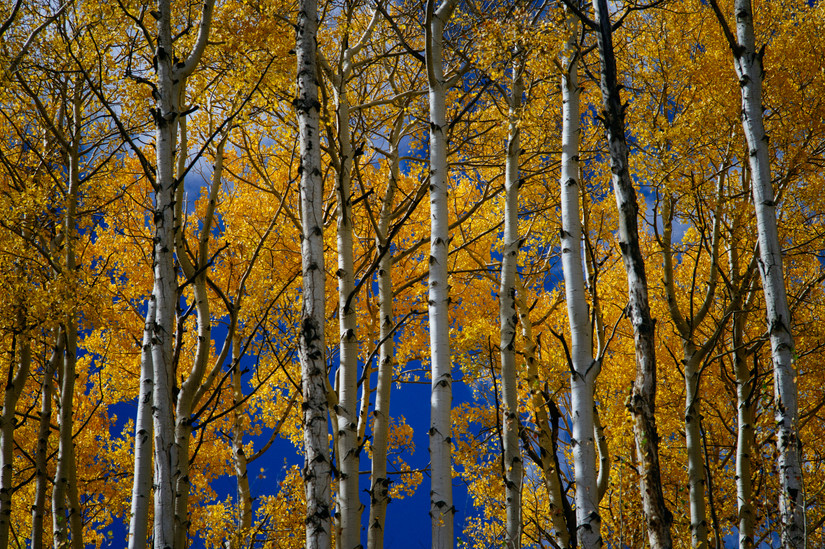 Nature Abounds: The Ultimate Travel Guide To Durango & Things To Do