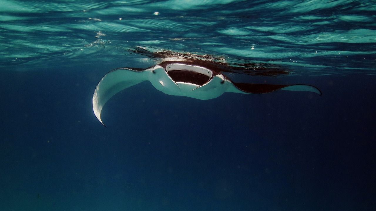 The Most Intelligent Fish Is Revealed As Studies Show Its Brain Is Massive