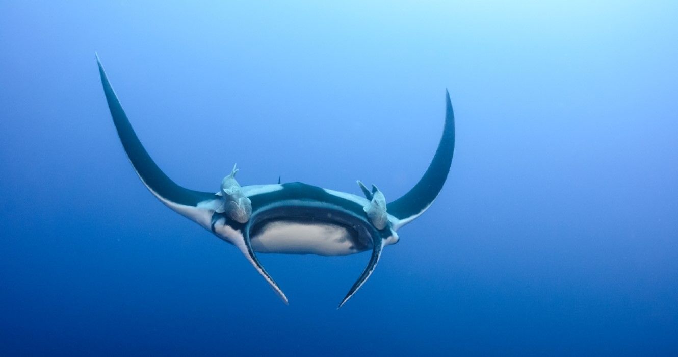 World's Rarest Animal Is The Only One Of Its Kind Known To Exist And Is ...