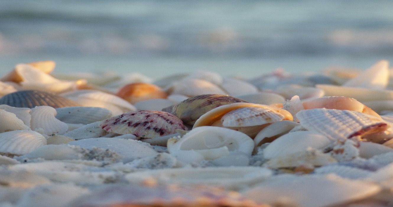 7 Best Beaches In Florida For Seashell Hunters