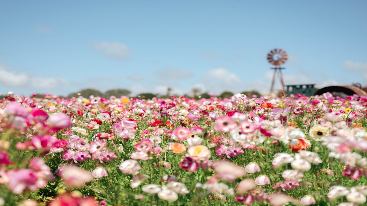 Spring California California's Springtime Road Trip: Exploring 10 Of The State's Best ...