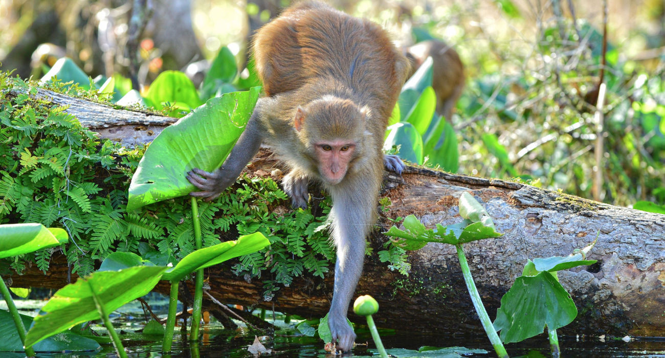 This Florida State Park Is Home To An Invasive Colony Of Macaque Monkeys