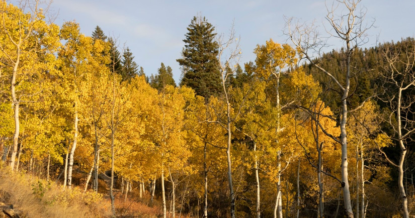 10 Places To Find Stunning Fall Foliage In Colorado