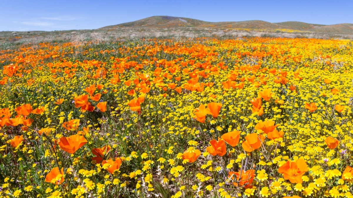 Spring Time California Wildflowers And Waterfalls: California's 14 Best Springtime Hikes
