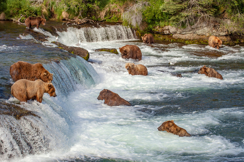 Visit Brooks Falls: The Famed Spot Where Up To 50 Bears Fish For River ...