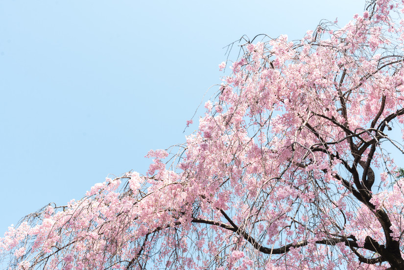 Spring In Japan: 10 Gorgeous Destinations To Visit During The Season Of ...