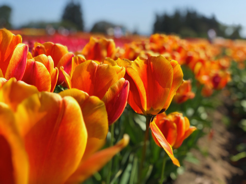 14 Most Beautiful Spring Destinations To Visit In Oregon