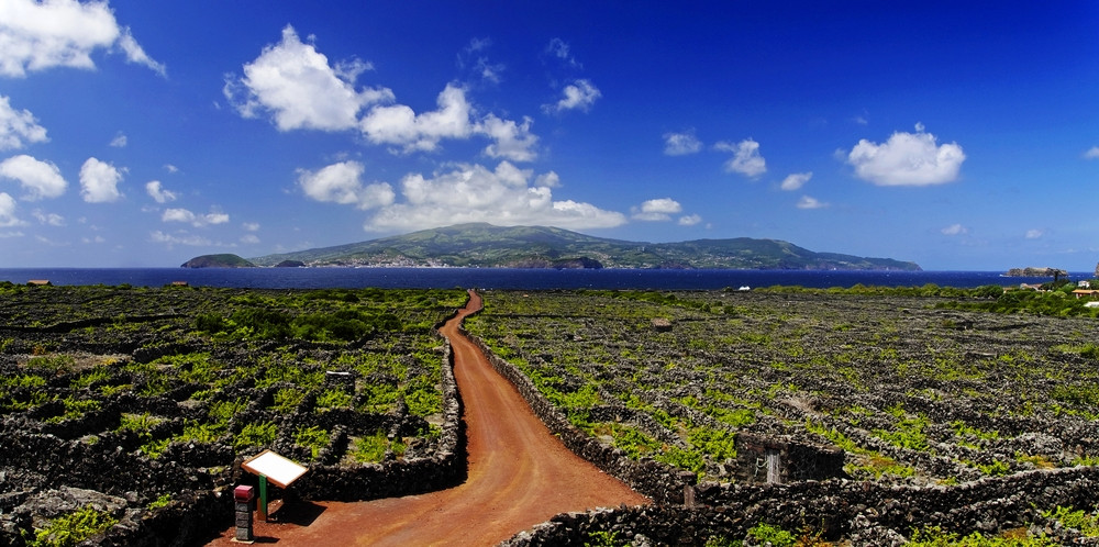 The vineyards of Pico
