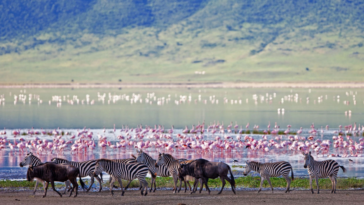 Ngorongoro Crater: How The World's Largest Intact Volcanic Caldera Is ...