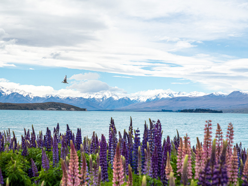 10 Beautiful Destinations In New Zealand To Visit In Spring