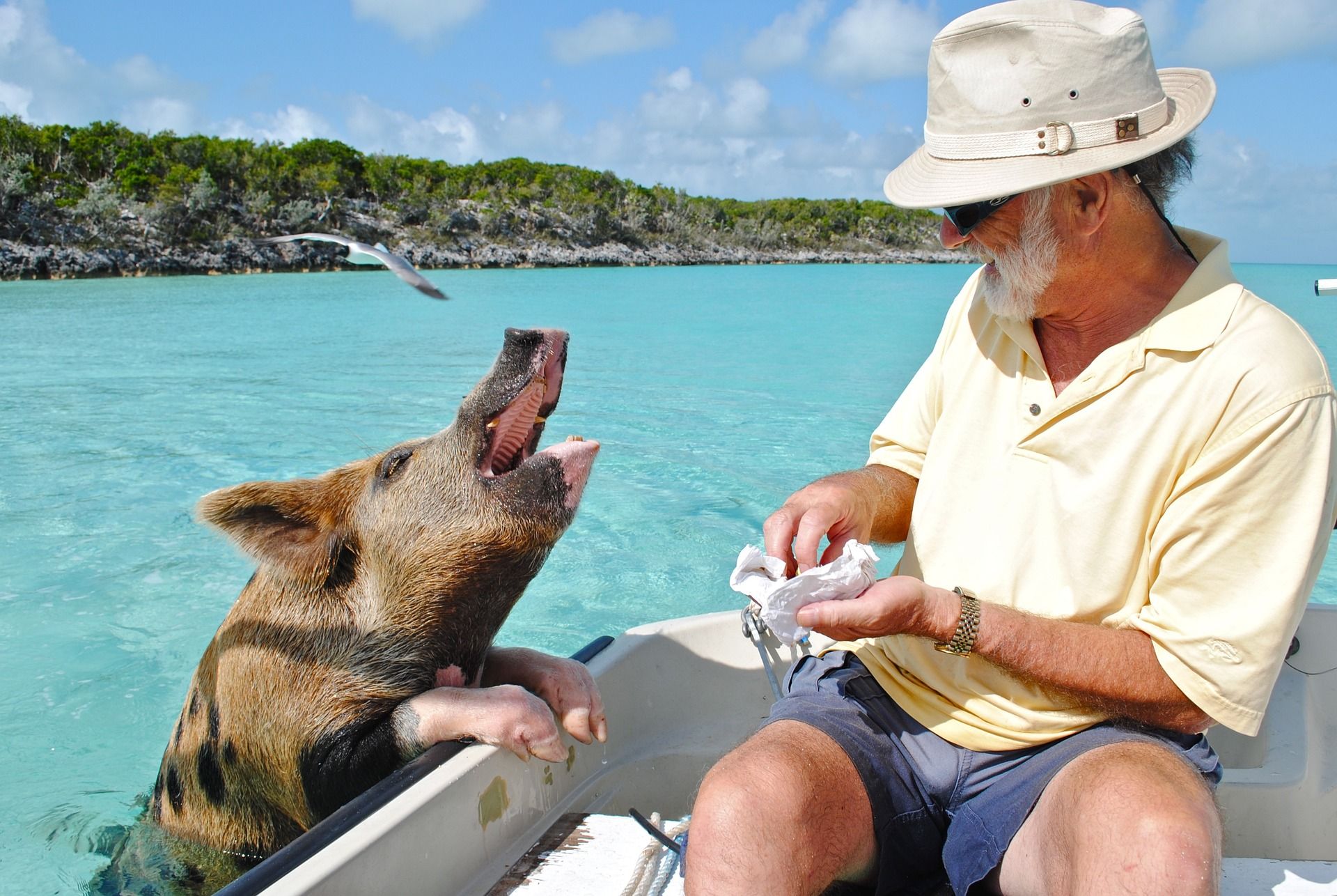 Man feeding a pig at Pig Beach
