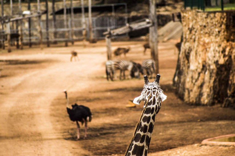 Tarantulas Merida 10 Things To Do In Mérida: Complete Guide To This Beautiful Yucatán Capital