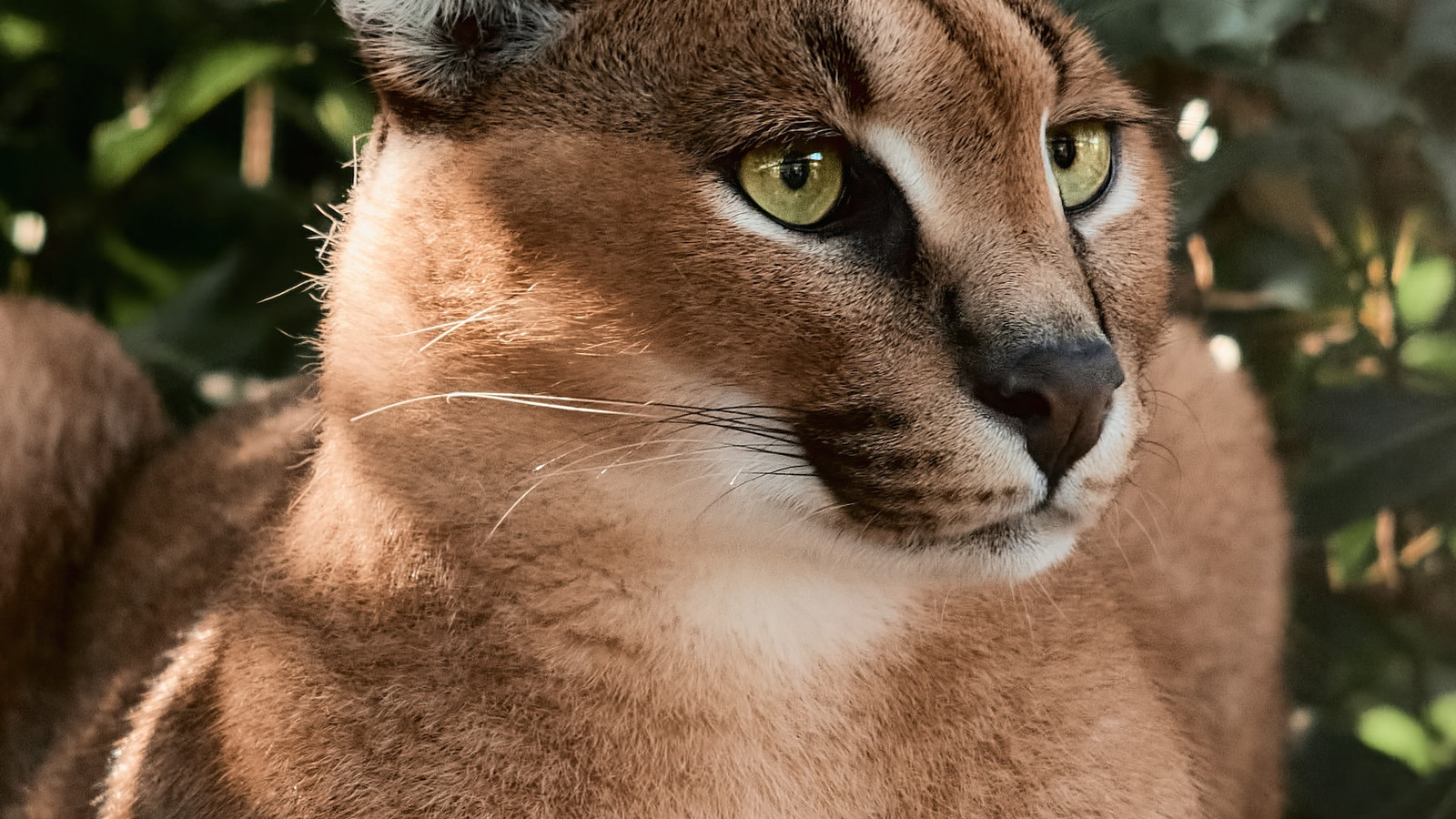 Scientists Rejoice As Rare "Deer-Shaped Cat" Reemerges At National Park Decades Later