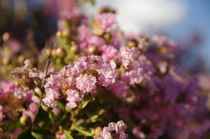 Wildflowers And Waterfalls: California's 14 Best Springtime Hikes