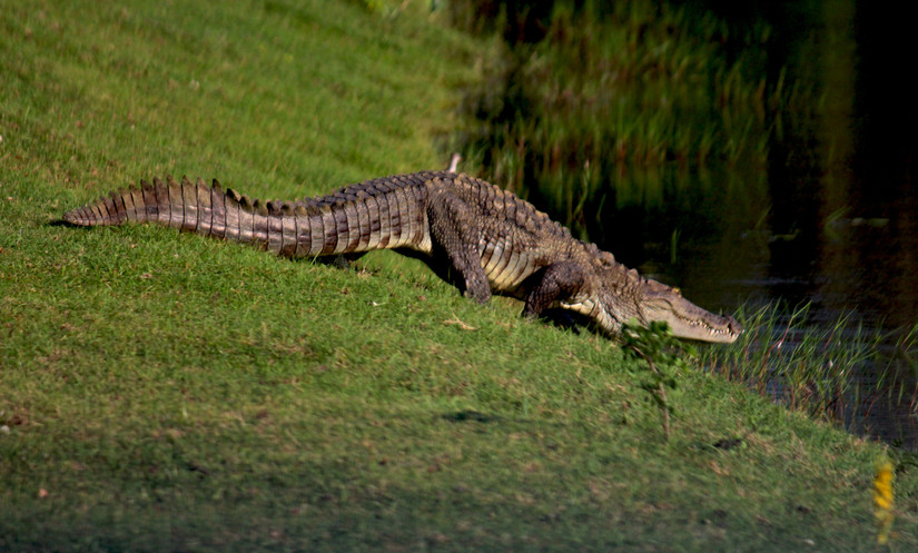Going On A Safari? Tick These 10 Popular African Animals Off The Bucket ...