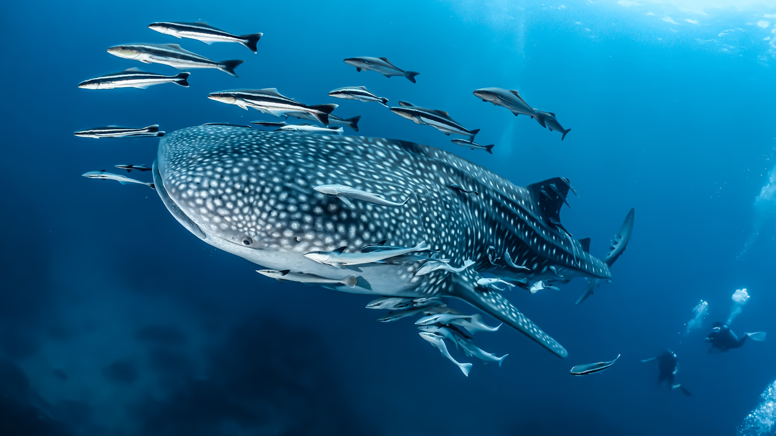 Nobody Knows Where The World's Largest Fish Is Born