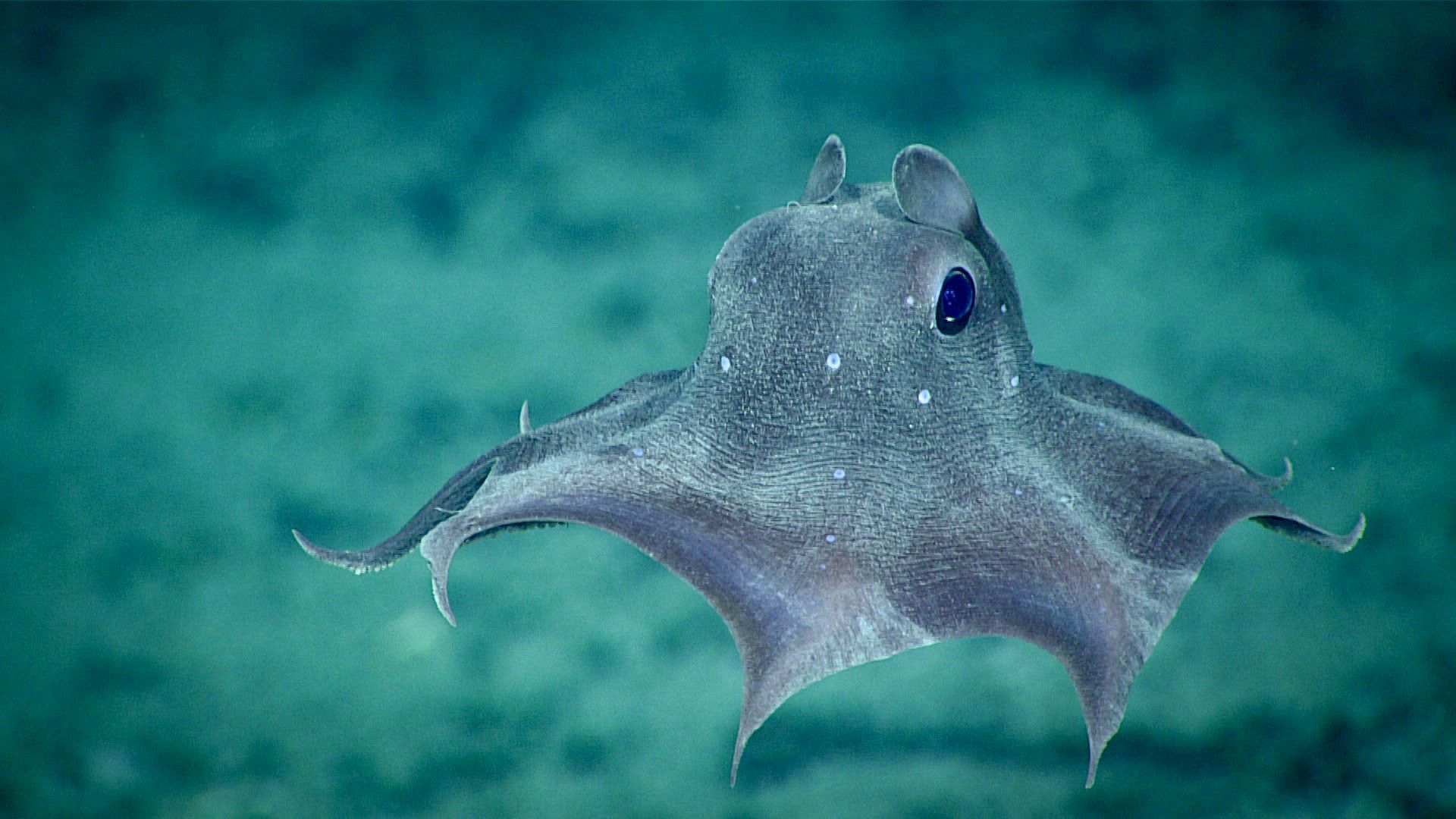 10 Weirdest Deep-Sea Creatures Ever Discovered