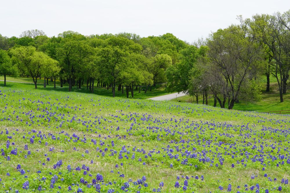 7 Scenic Road Trips To See Texas' Famous Bluebonnets
