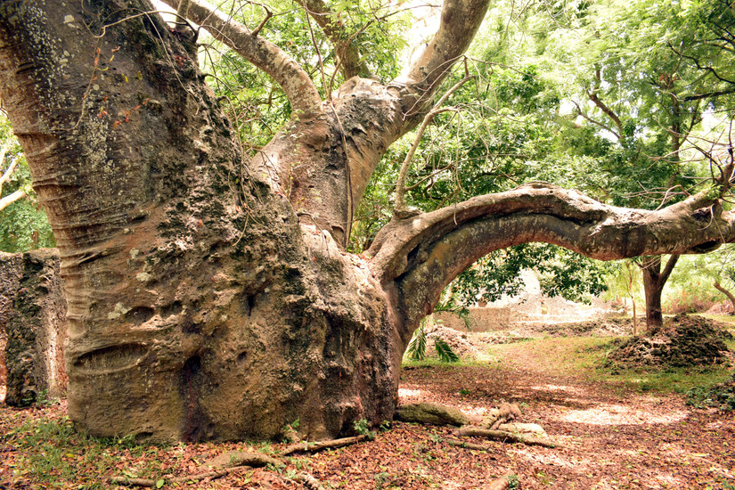 Kenya's Hidden Gem: 10 Best Things To Do In Mombasa