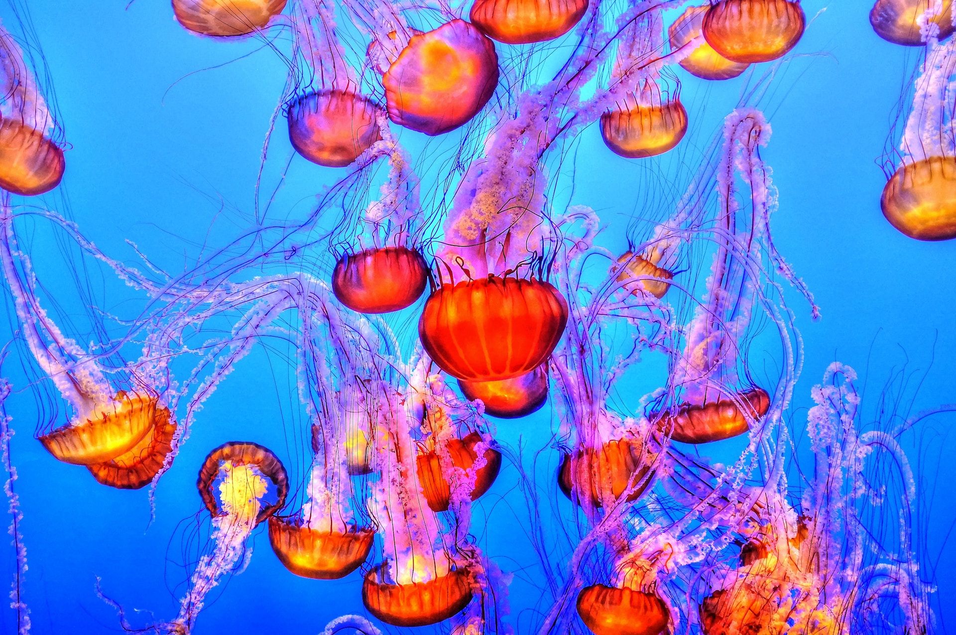 These Beaches Have The Most Jellyfish Encounters In The US