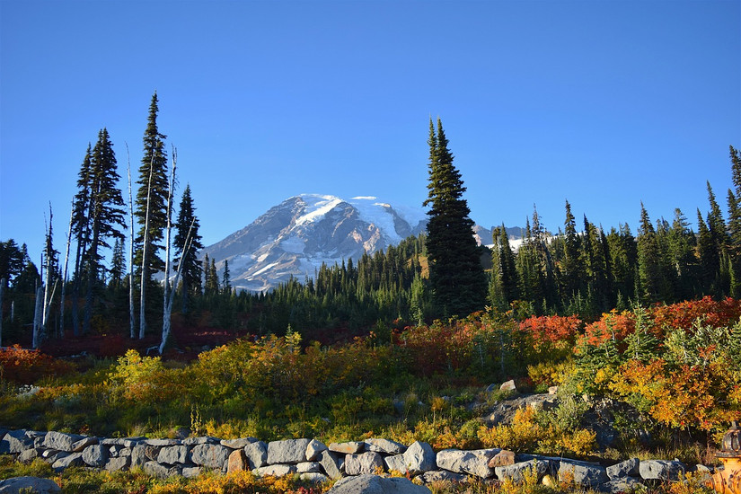 From Wildflowers To Crisp Leaves: 10 Mount Rainier Hikes That Show Off ...