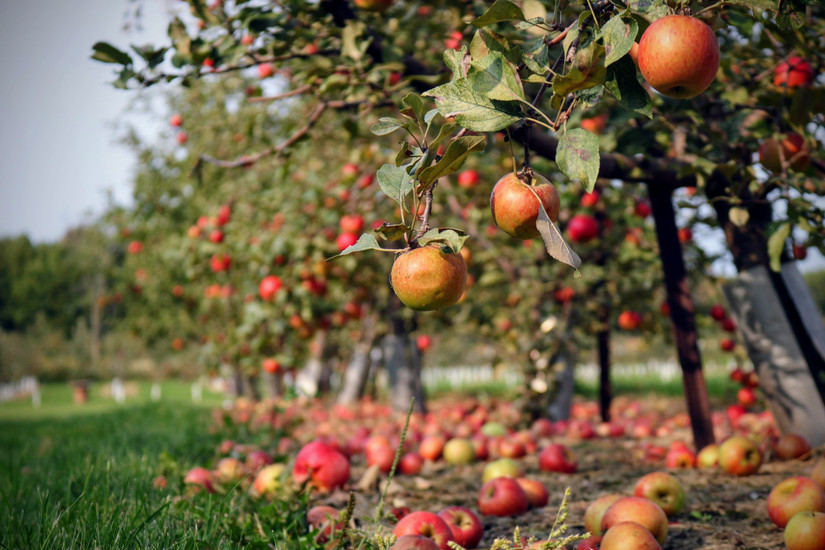 10 Most Beautiful Apple Orchards To Visit In The Northeast During The Fall