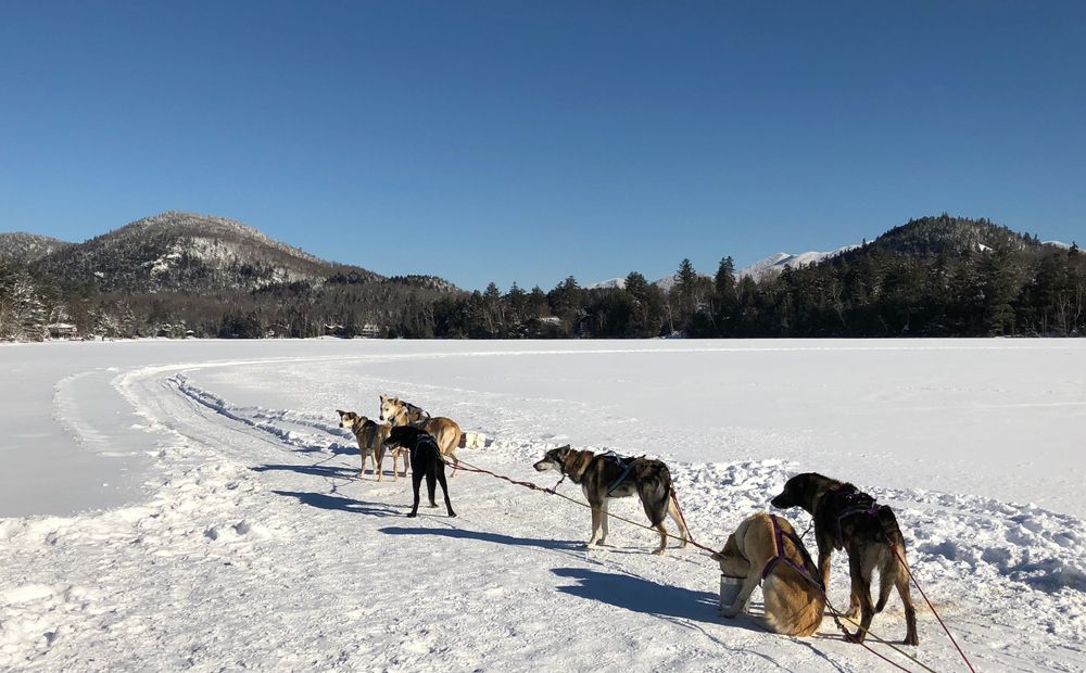 Dog Sledding in Lake Placid, NY