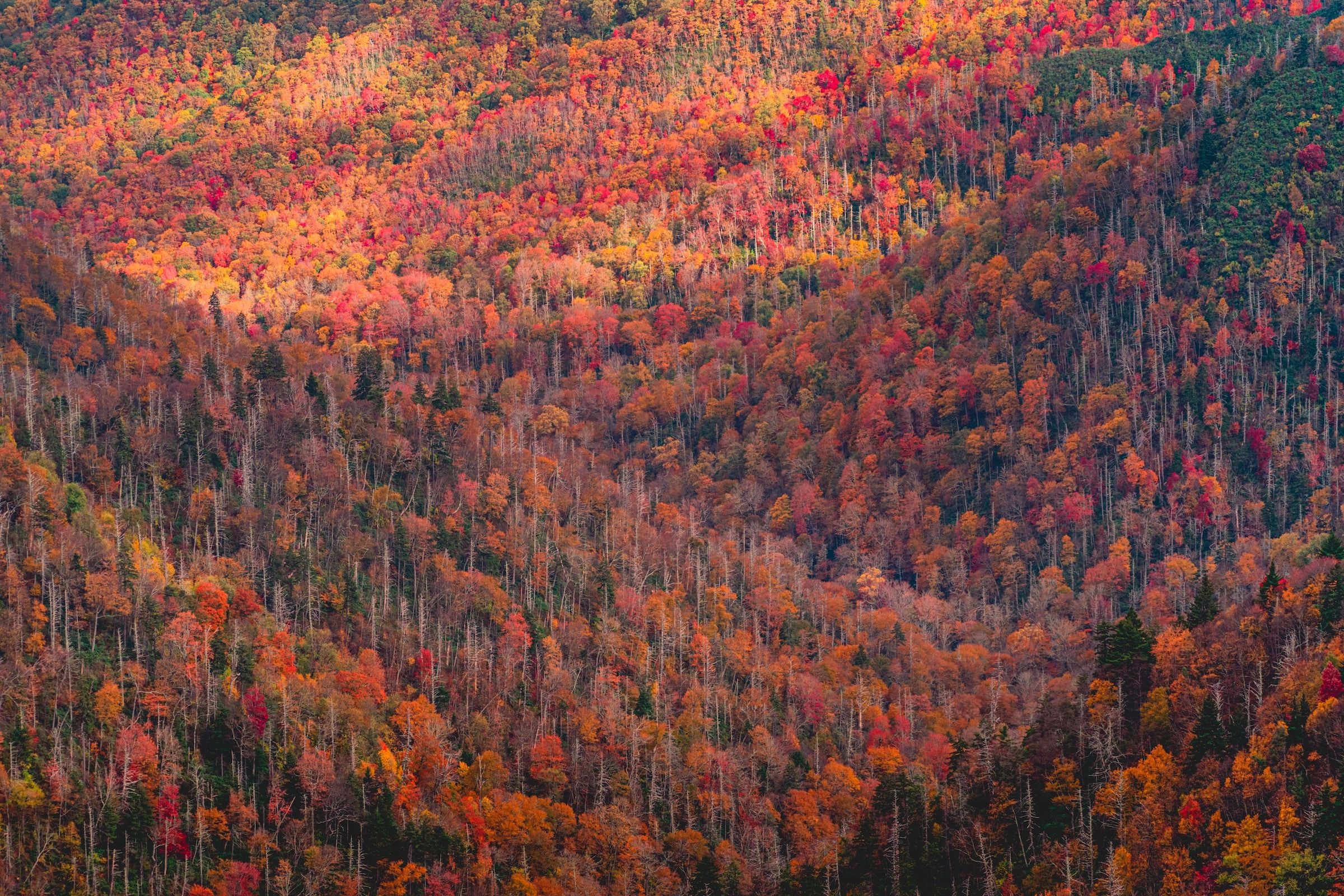 This Underrated Tennessee Mountain Town Has Easy Access To The State's ...
