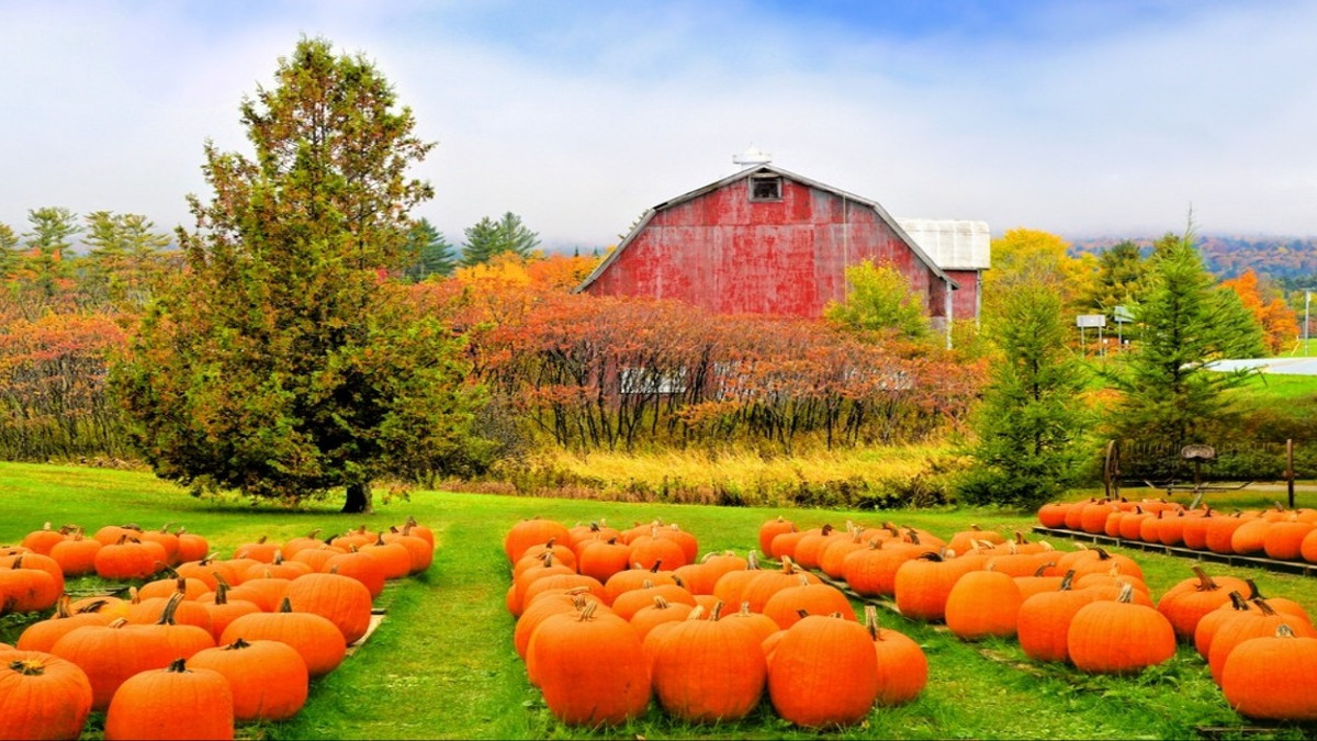 Pumpkin Patching: 10 Best Patches To Visit In New England During The Fall