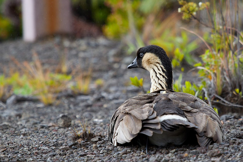 Preserving Paradise: Amazing Eco-Tourism Initiatives in National Parks ...