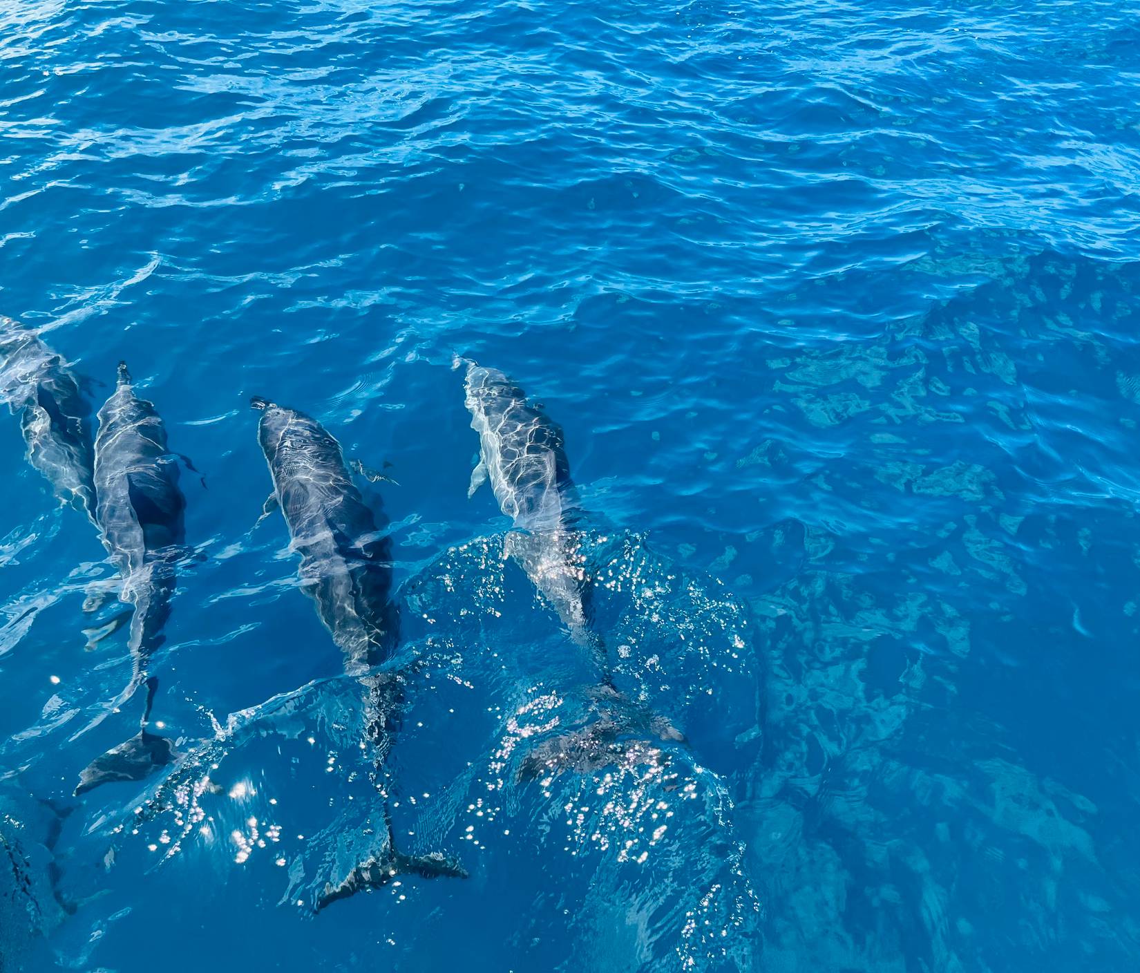 Dolphins Seen In Suffolk County’s River Orwell