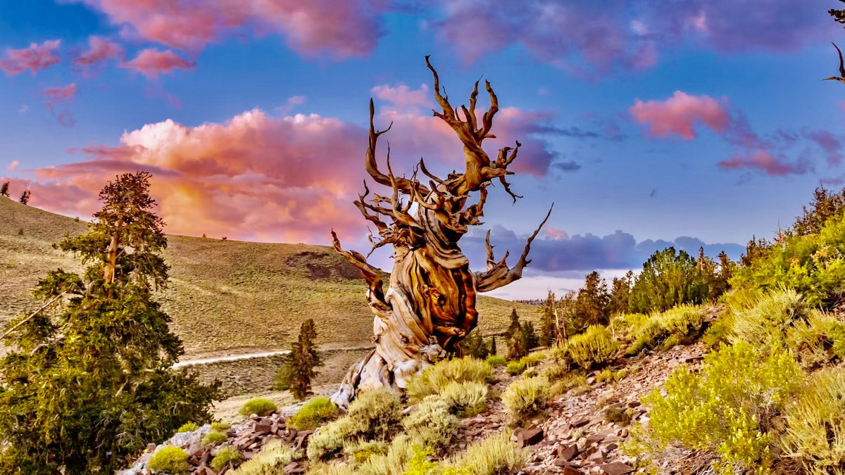 Skip California's Sequoias And Redwoods: This National Park In Another State Also Has America's Oldest Trees